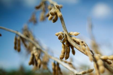 Fotografias para o Banco de imagens da Confederação da Agricultura e Pecuária do Brasil - CNA. Fotos Wenderson Araujo/Trilux'