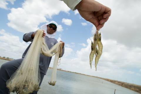 Fotografias para o Banco de imagens da Confederação da Agricultura e Pecuária do Brasil - CNA. Fotos Wenderson Araujo/Trilux'