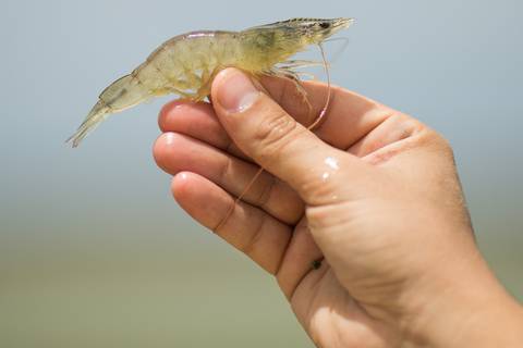 Fotografias para o Banco de imagens da Confederação da Agricultura e Pecuária do Brasil - CNA. Fotos Wenderson Araujo/Trilux'