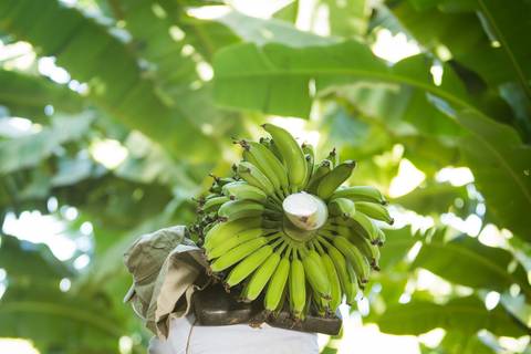 Fotografias para o Banco de imagens da Confederação da Agricultura e Pecuária do Brasil - CNA. Fotos Wenderson Araujo/Trilux'
