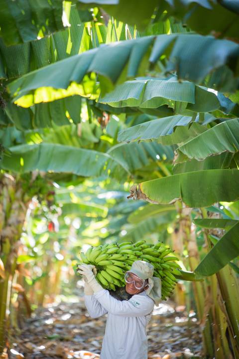 Fotografias para o Banco de imagens da Confederação da Agricultura e Pecuária do Brasil - CNA. Fotos Wenderson Araujo/Trilux'