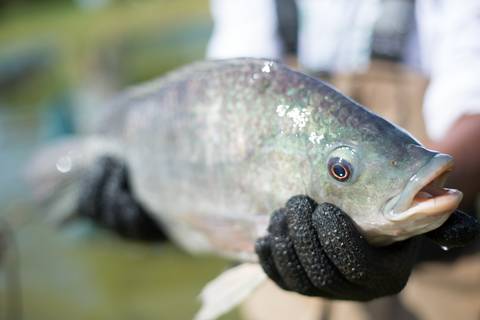 Banco de imagens - Produção de Tilápia'