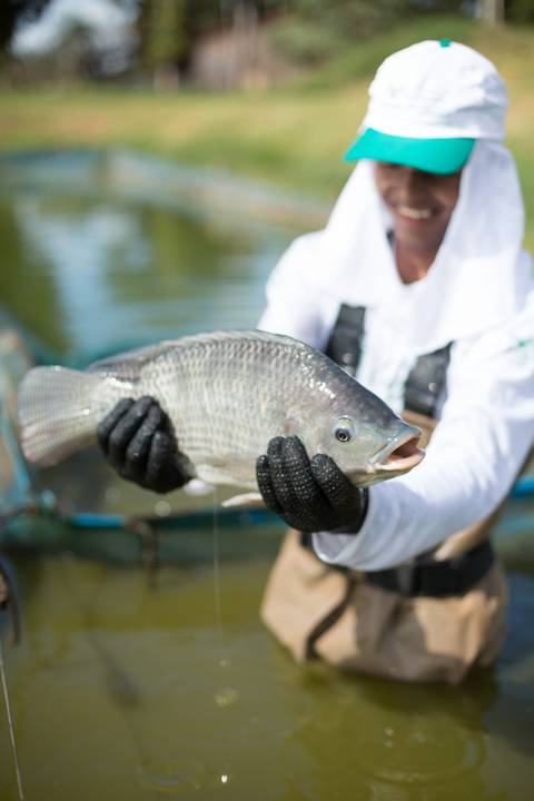 Banco de imagens - Produção de Tilápia'