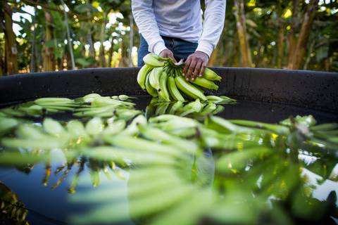 Fotografias para o Banco de imagens da Confederação da Agricultura e Pecuária do Brasil - CNA. Fotos Wenderson Araujo/Trilux'