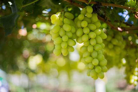 Fotografias para o Banco de imagens da Confederação da Agricultura e Pecuária do Brasil - CNA. Fotos Wenderson Araujo/Trilux'