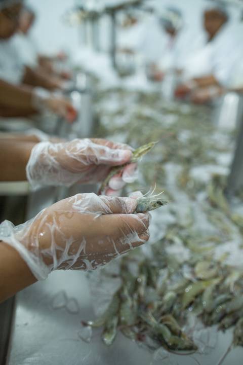 Fotografias para o Banco de imagens da Confederação da Agricultura e Pecuária do Brasil - CNA. Fotos Wenderson Araujo/Trilux'