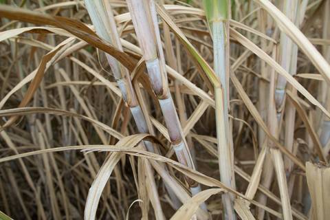 Fotografias para o Banco de imagens da Confederação da Agricultura e Pecuária do Brasil - CNA. Fotos Wenderson Araujo/Trilux'