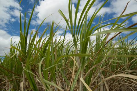 Fotografias para o Banco de imagens da Confederação da Agricultura e Pecuária do Brasil - CNA. Fotos Wenderson Araujo/Trilux'