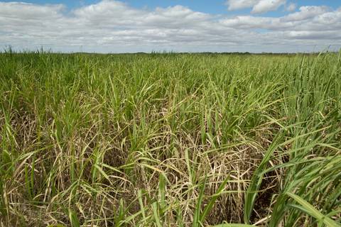 Fotografias para o Banco de imagens da Confederação da Agricultura e Pecuária do Brasil - CNA. Fotos Wenderson Araujo/Trilux'