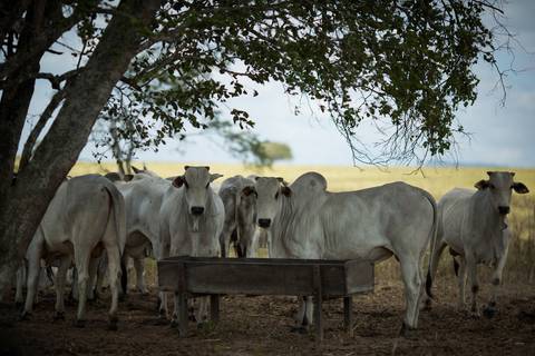 Fotografias para o Banco de imagens da Confederação da Agricultura e Pecuária do Brasil - CNA. Fotos Wenderson Araujo/Trilux'