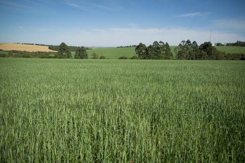 Fotografias para o Banco de imagens da Confederação da Agricultura e Pecuária do Brasil - CNA. Fotos Wenderson Araujo/Trilux'