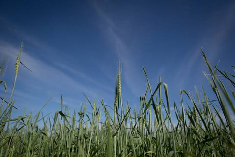 Fotografias para o Banco de imagens da Confederação da Agricultura e Pecuária do Brasil - CNA. Fotos Wenderson Araujo/Trilux'