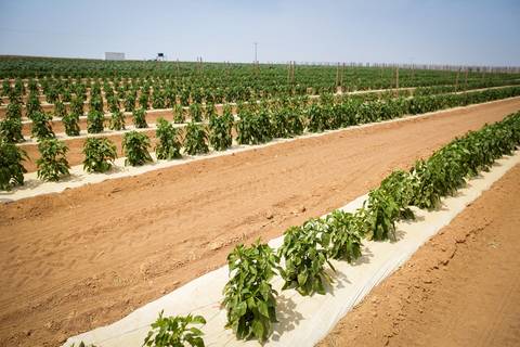Ensaio fotográfico na Fazenda Wehrmann. Fotos: Wenderson Araujo/Trilux'