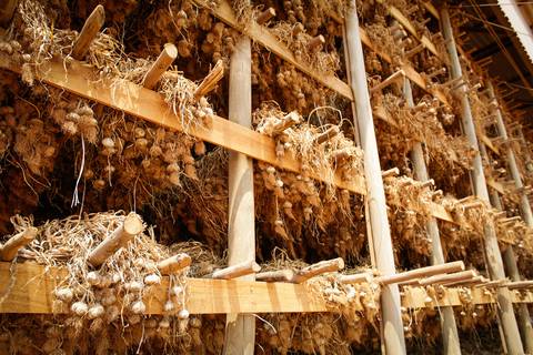 Ensaio fotográfico na Fazenda Wehrmann. Fotos: Wenderson Araujo/Trilux'