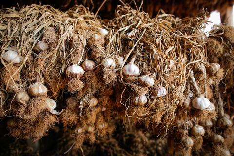 Ensaio fotográfico na Fazenda Wehrmann. Fotos: Wenderson Araujo/Trilux'