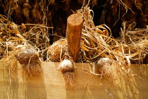 Ensaio fotográfico na Fazenda Wehrmann. Fotos: Wenderson Araujo/Trilux'