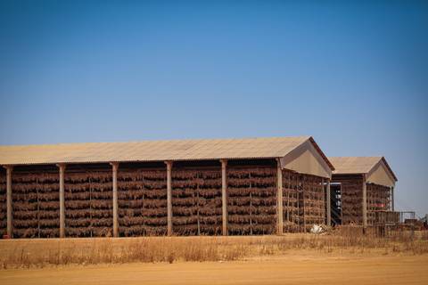 Ensaio fotográfico na Fazenda Wehrmann. Fotos: Wenderson Araujo/Trilux'