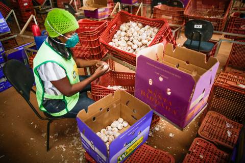 Ensaio fotográfico na Fazenda Wehrmann. Fotos: Wenderson Araujo/Trilux'