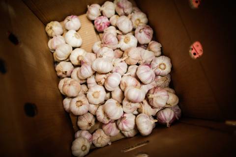 Ensaio fotográfico na Fazenda Wehrmann. Fotos: Wenderson Araujo/Trilux'