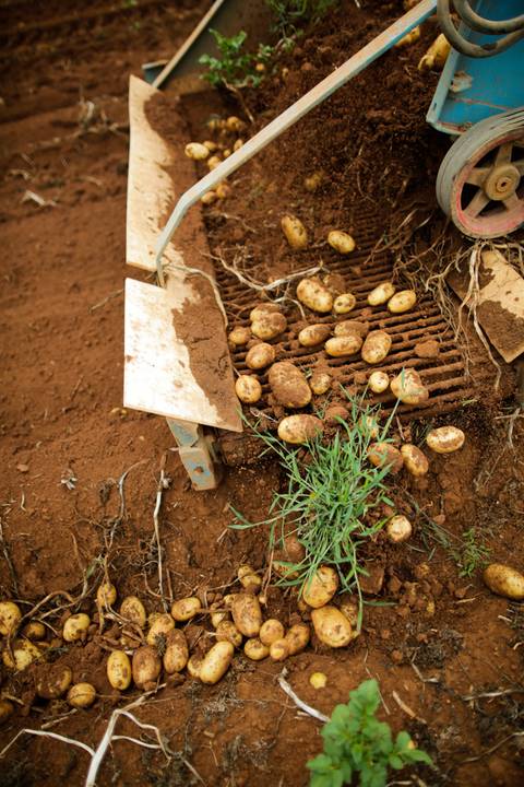 Ensaio fotográfico na Fazenda Wehrmann. Fotos: Wenderson Araujo/Trilux'