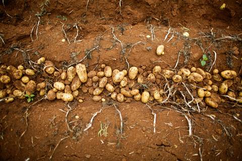 Ensaio fotográfico na Fazenda Wehrmann. Fotos: Wenderson Araujo/Trilux'