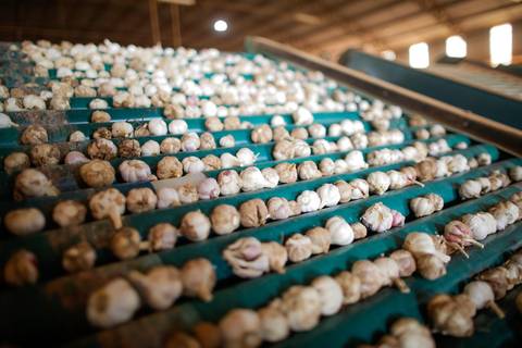 Ensaio fotográfico na Fazenda Wehrmann. Fotos: Wenderson Araujo/Trilux'