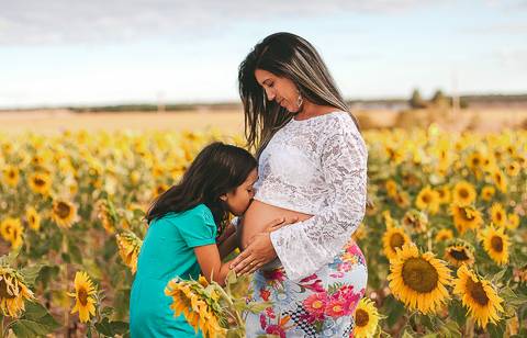 plantação de girassol'