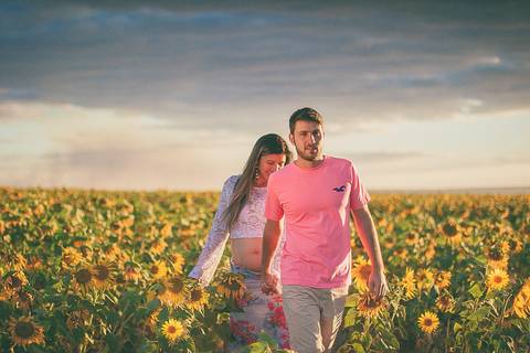 Girassóis para ensaios fotograficos'