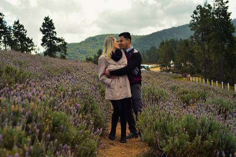 Noivos caminhando no passeio em campos do Jordão SP plantação de lavanda'