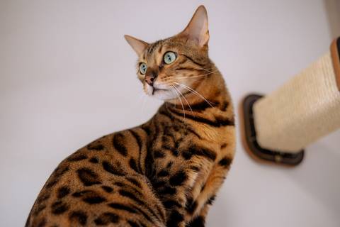 gatinho do making of do noivo '