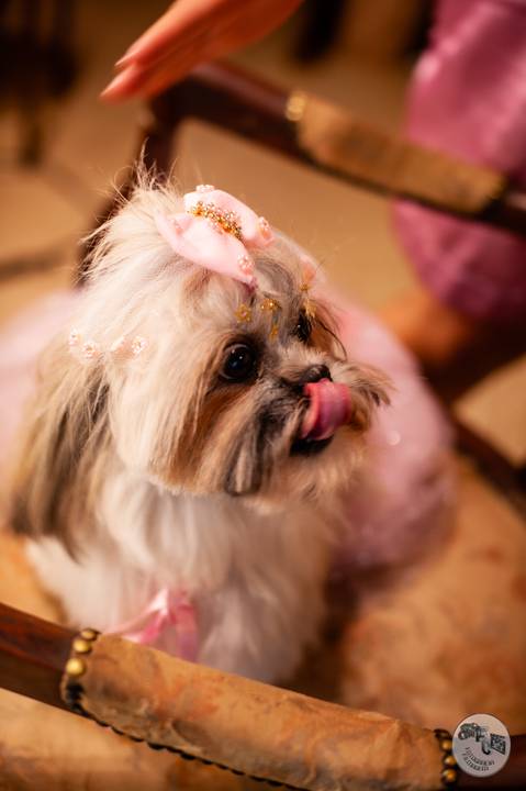 casamento amauri e viviane - casamento no por do sol  - Casametno  farol do cerrado  a cachorrinha da noiva '