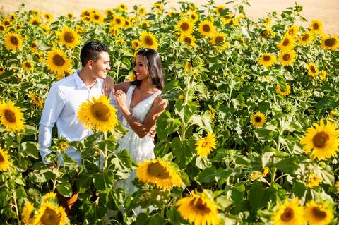 campo de trigo - girassóis - casal - ensaio de casal  -  por do sol  - dadf  - plantações '
