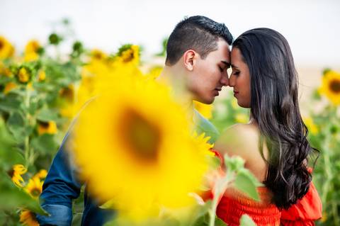 campos do padf - plantação  - casal - ensaio fotografico casal  -  girassol '