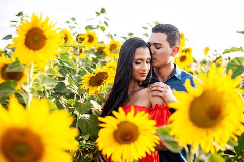 campos do padf - plantação  - casal - ensaio fotografico casal  -   girassol'