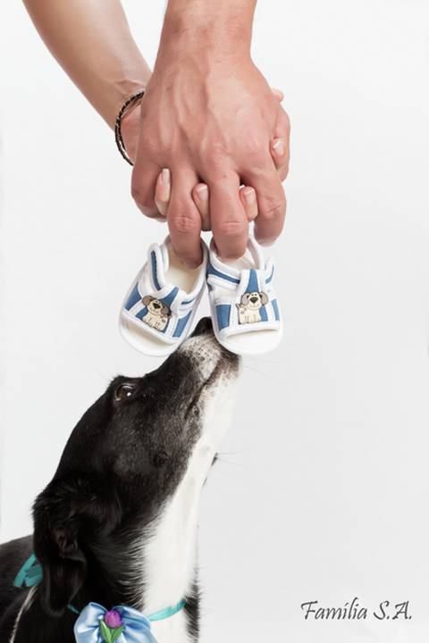 Ensaio Gestante com Pet cao'