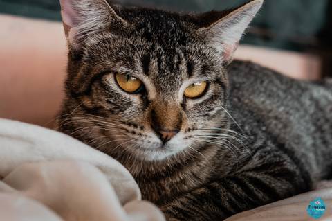 '