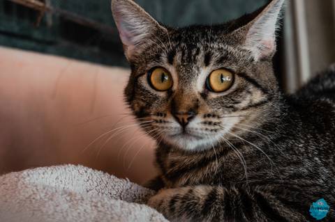 '