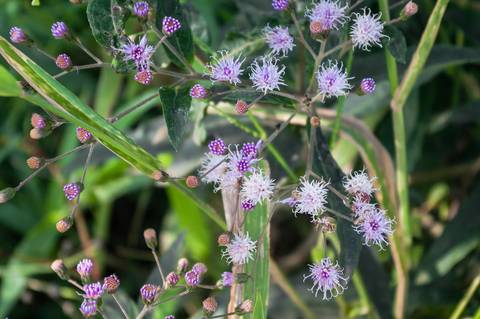 Registro das etapas de Obra de Perfuração Horizontal Direcional, HDD, para uso em material de comunicação e relatórios internos da Empresa
'