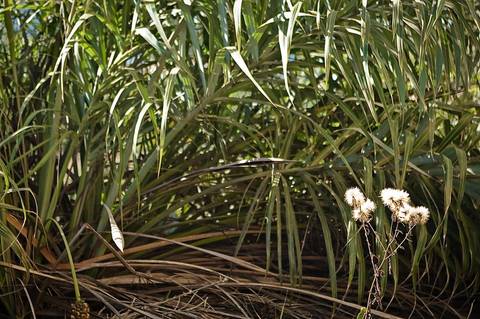Registro das etapas de Obra de Perfuração Horizontal Direcional, HDD, para uso em material de comunicação e relatórios internos da Empresa
'