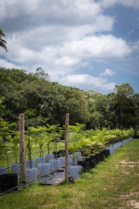 Espécies Cultivadas pela Sereno Paisagismo em seu Viveiro em Cabreúva São Paulo'