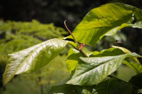 Espécies Cultivadas pela Sereno Paisagismo em seu Viveiro em Cabreúva São Paulo'