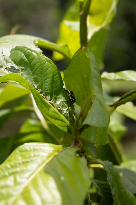 Espécies Cultivadas pela Sereno Paisagismo em seu Viveiro em Cabreúva São Paulo'