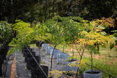 Espécies Cultivadas pela Sereno Paisagismo em seu Viveiro em Cabreúva São Paulo'