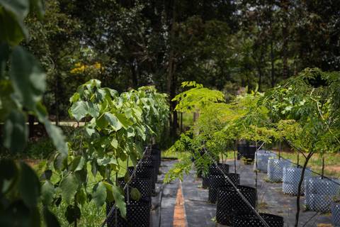 Espécies Cultivadas pela Sereno Paisagismo em seu Viveiro em Cabreúva São Paulo'