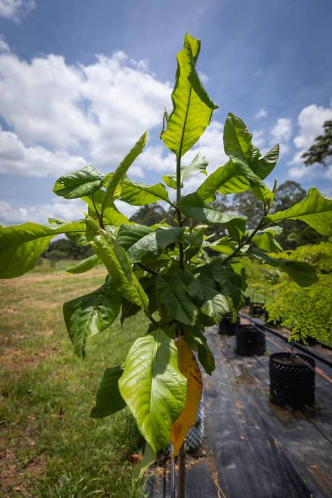 Espécies Cultivadas pela Sereno Paisagismo em seu Viveiro em Cabreúva São Paulo'