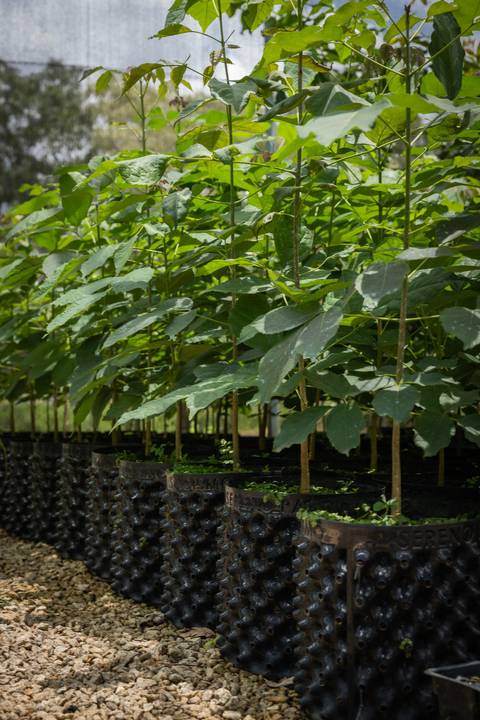 Espécies Cultivadas pela Sereno Paisagismo em seu Viveiro em Cabreúva São Paulo'