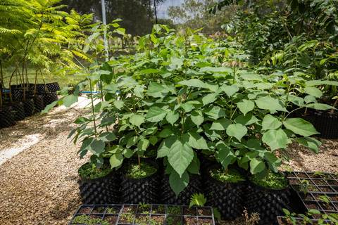 Espécies Cultivadas pela Sereno Paisagismo em seu Viveiro em Cabreúva São Paulo'