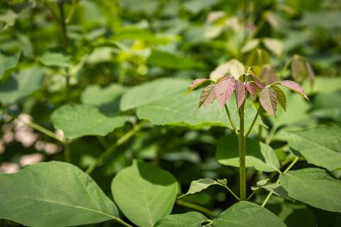 Espécies Cultivadas pela Sereno Paisagismo em seu Viveiro em Cabreúva São Paulo'