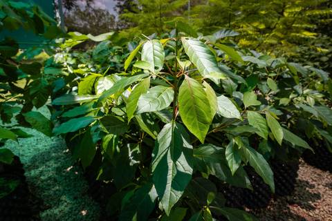 Espécies Cultivadas pela Sereno Paisagismo em seu Viveiro em Cabreúva São Paulo'