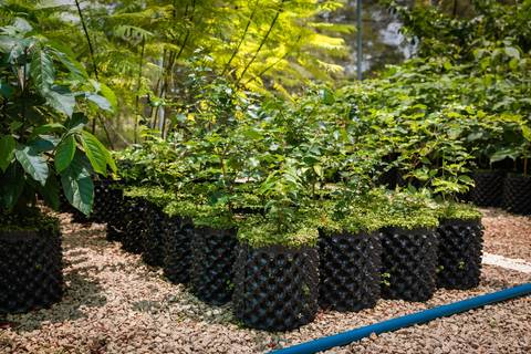 Espécies Cultivadas pela Sereno Paisagismo em seu Viveiro em Cabreúva São Paulo'